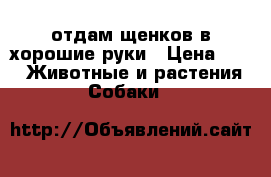 отдам щенков в хорошие руки › Цена ­ 1 -  Животные и растения » Собаки   